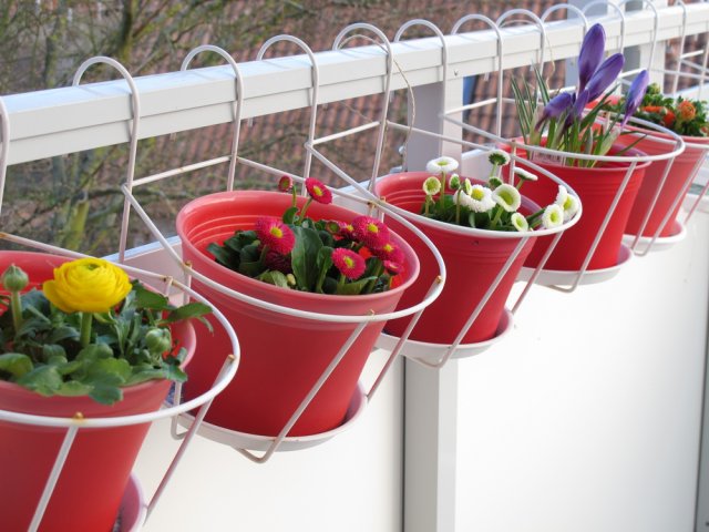 Выберите цветы, подходящие для балконных условий